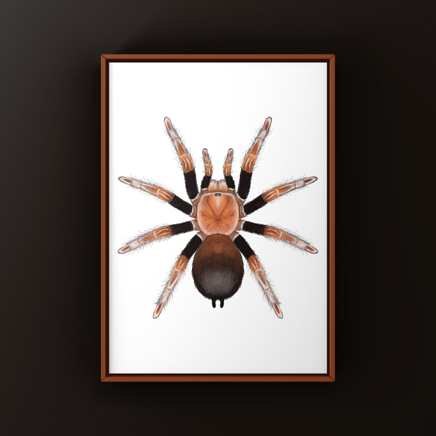 Orange Blush Tarantula Art Print (Theraphosinae sp. Mandarina)