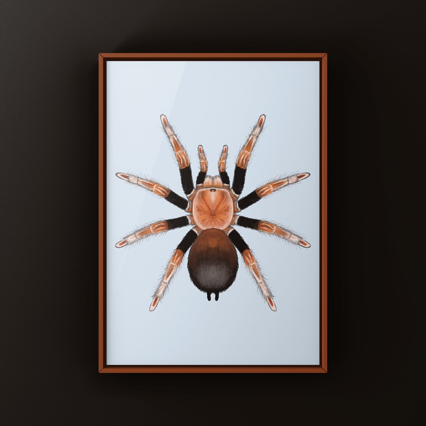 Orange Blush Tarantula Art Print (Theraphosinae sp. Mandarina)