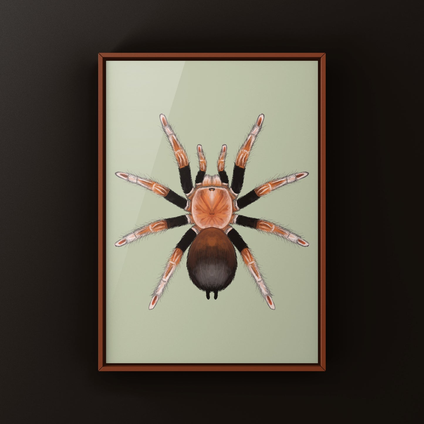 Orange Blush Tarantula Art Print (Theraphosinae sp. Mandarina)