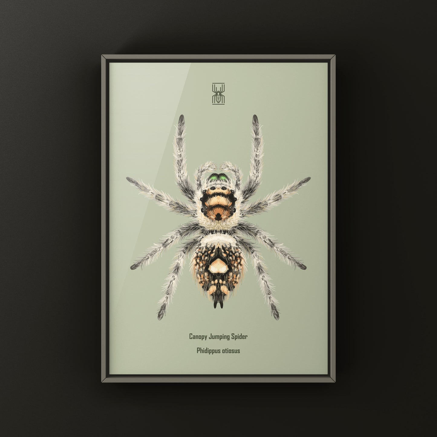 Canopy Jumping Spider Art Print (Phidippus otiosus)
