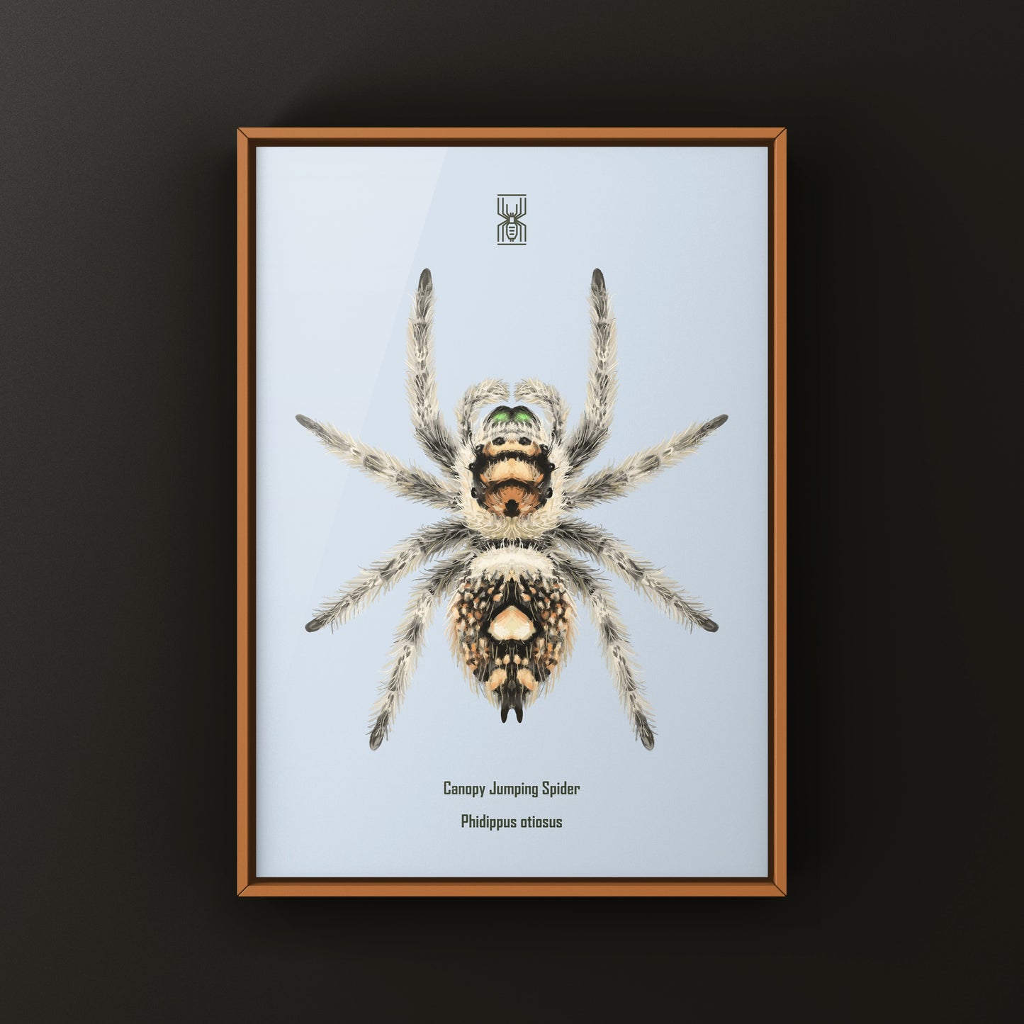 Canopy Jumping Spider Art Print (Phidippus otiosus)
