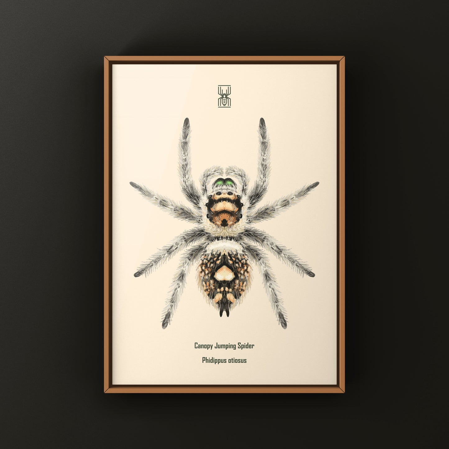 Canopy Jumping Spider Art Print (Phidippus otiosus)
