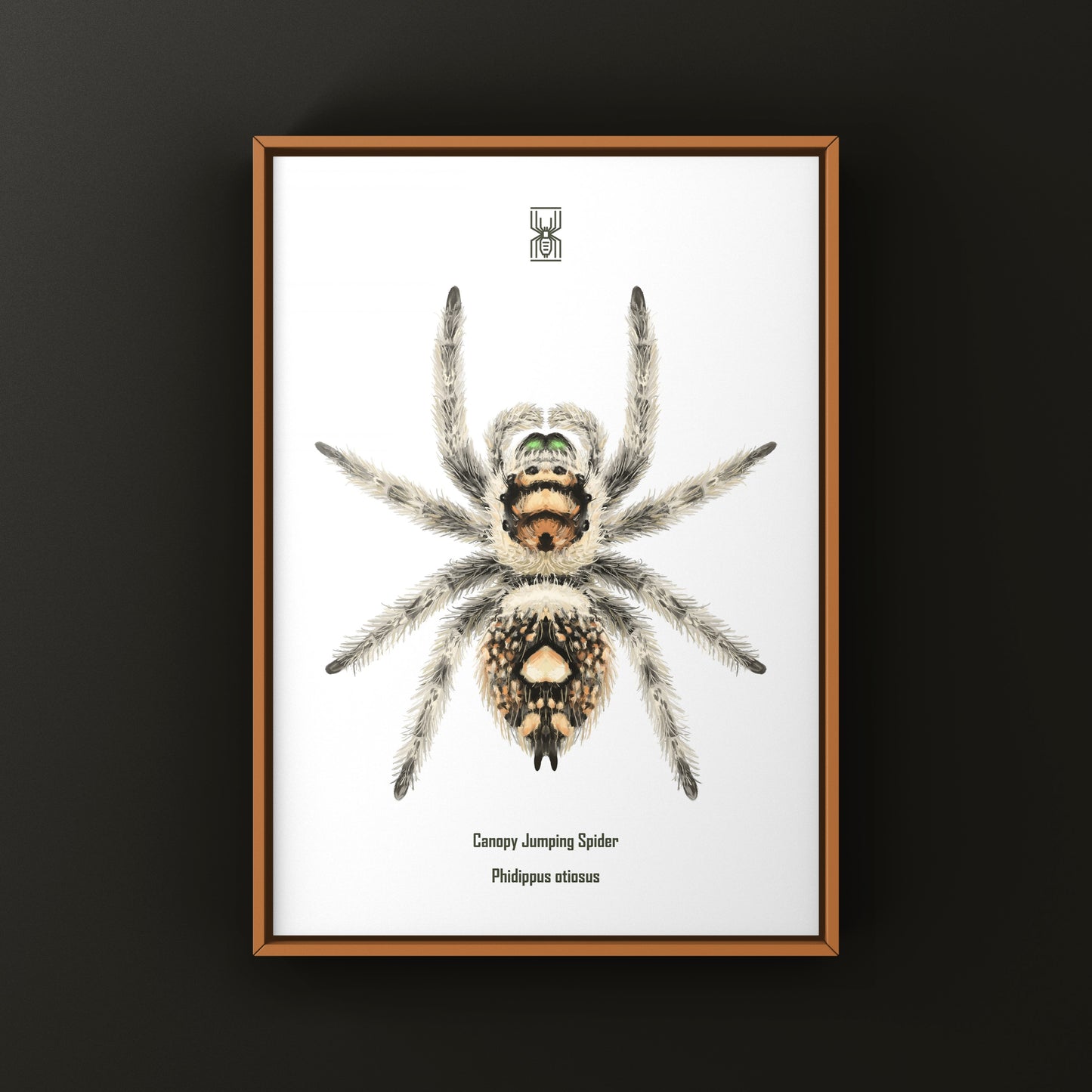 Canopy Jumping Spider Art Print (Phidippus otiosus)