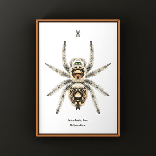 Canopy Jumping Spider Art Print (Phidippus otiosus)