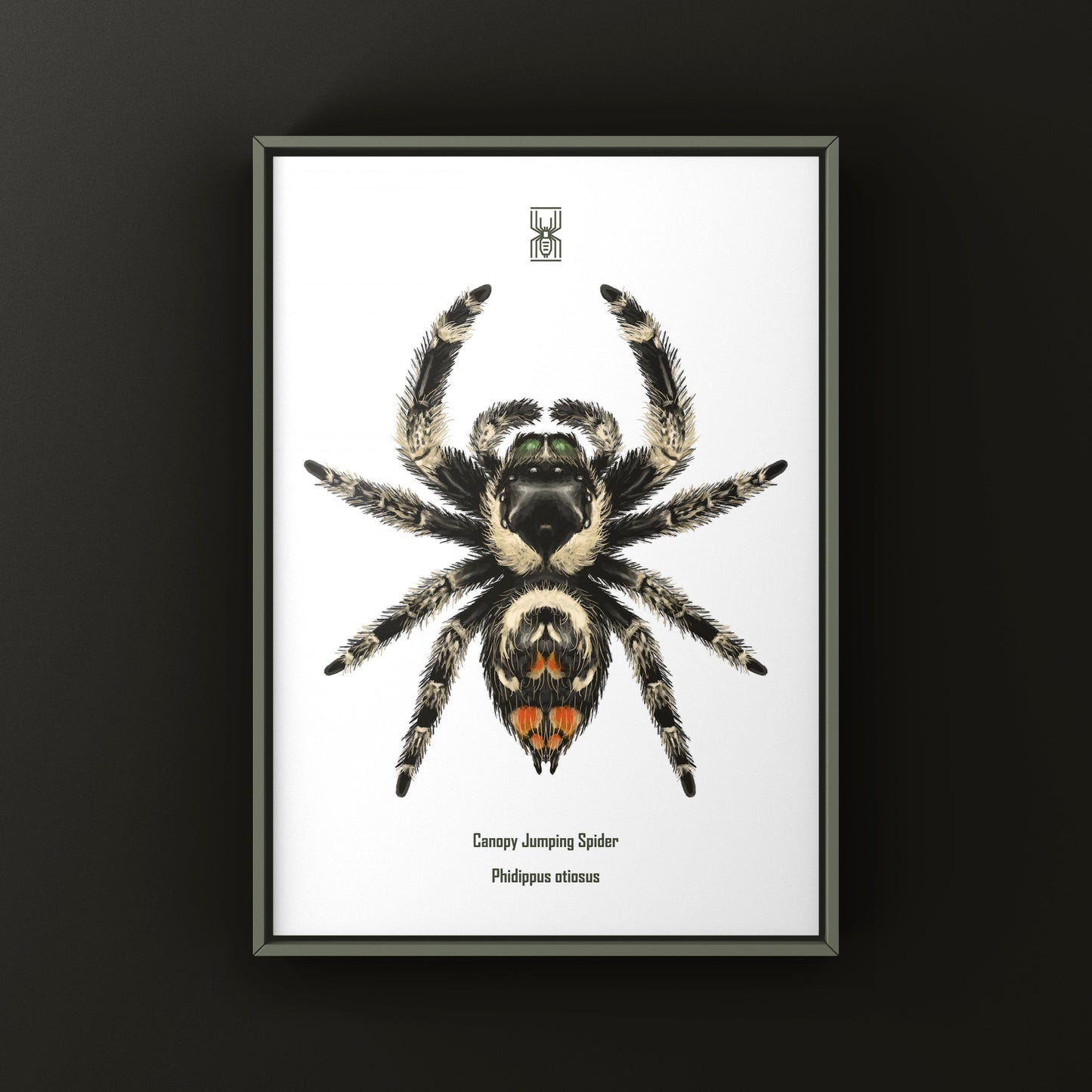 Canopy Jumping Spider Art Print (Phidippus otiosus)