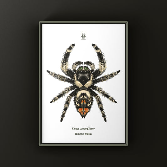 Canopy Jumping Spider Art Print (Phidippus otiosus)