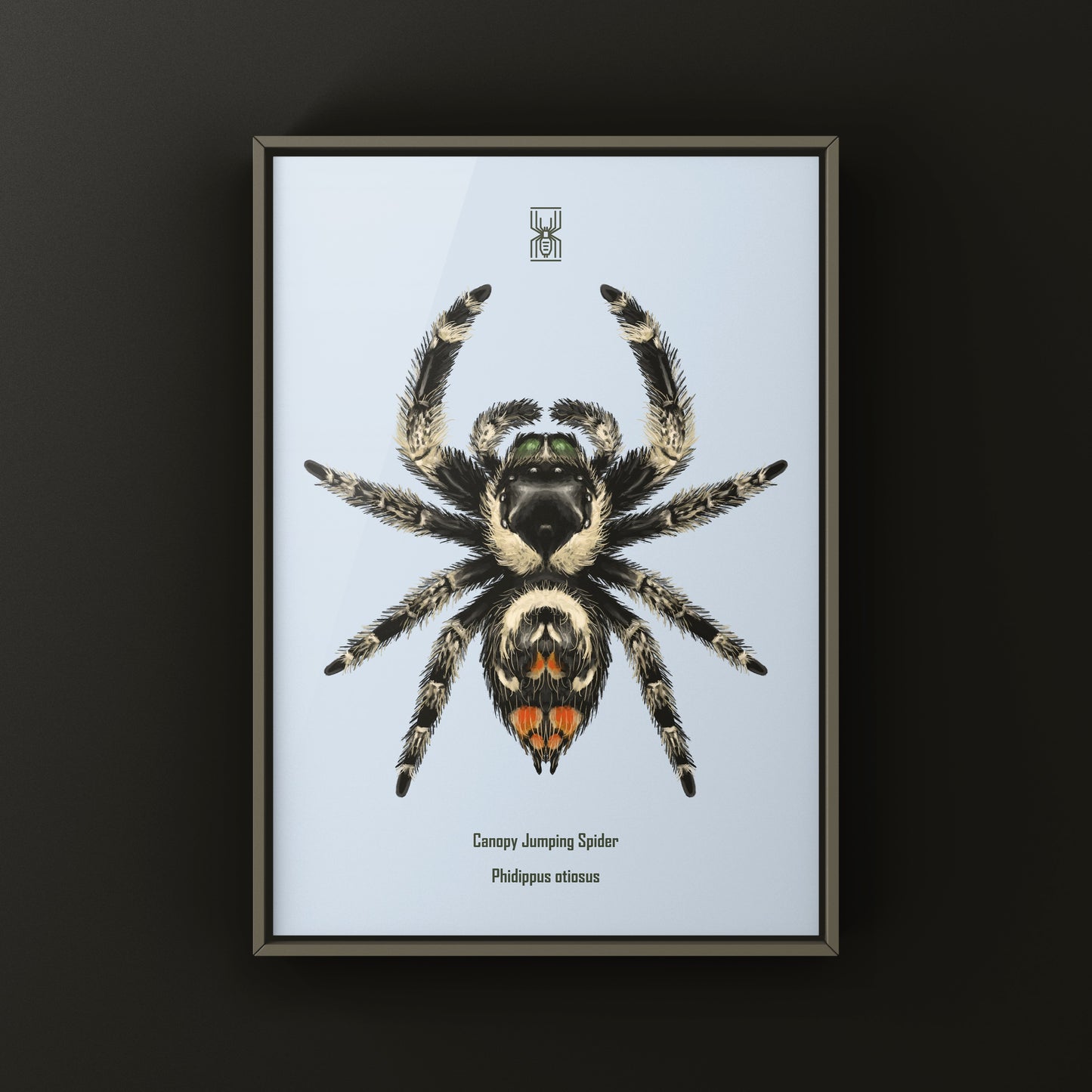 Canopy Jumping Spider Art Print (Phidippus otiosus)