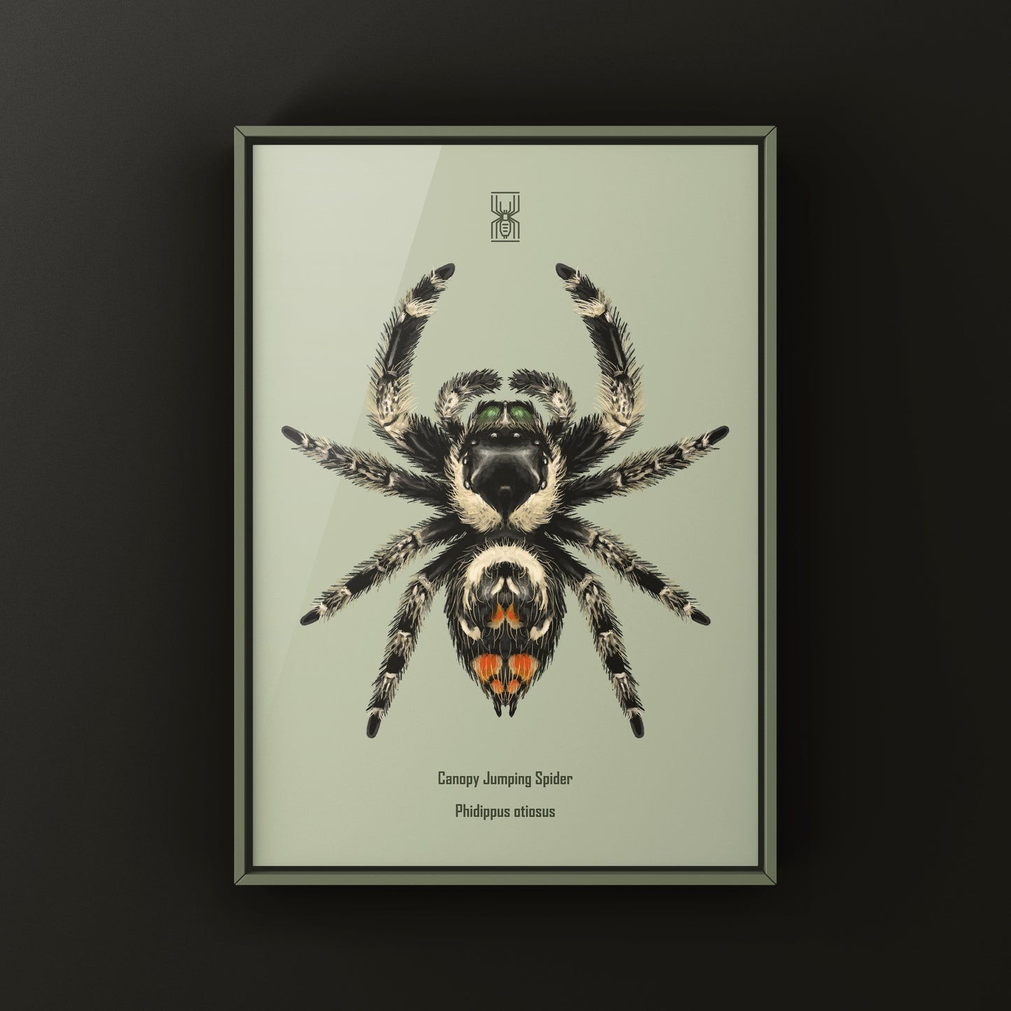 Canopy Jumping Spider Art Print (Phidippus otiosus)