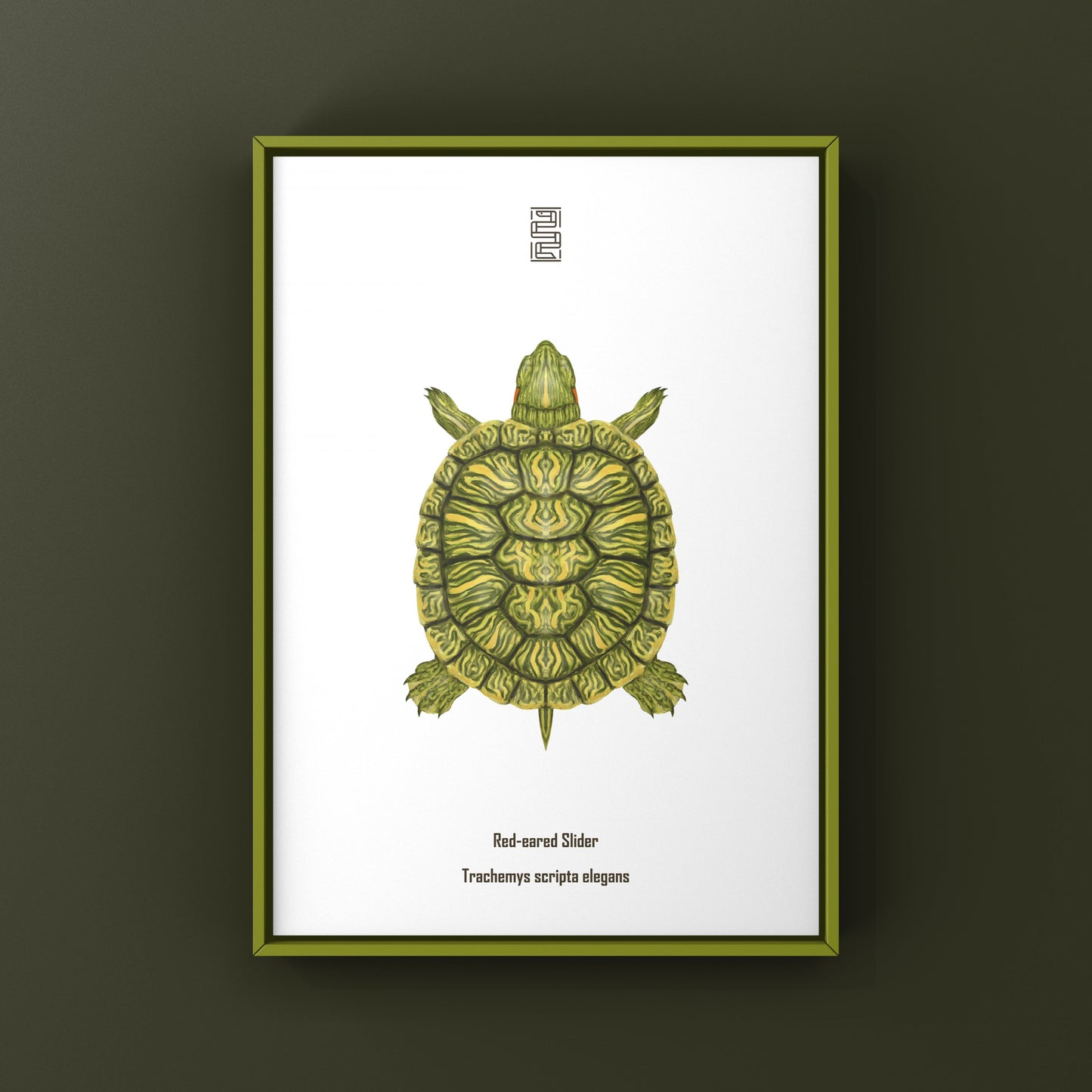Red-eared Slider Art Print (Trachemys scripta elegans)