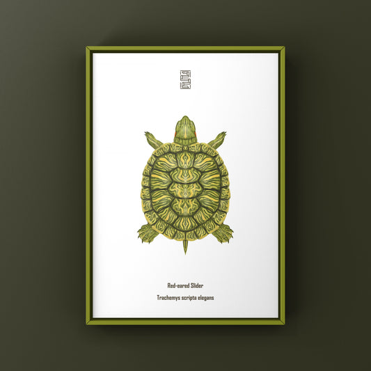 Red-eared Slider Art Print (Trachemys scripta elegans)