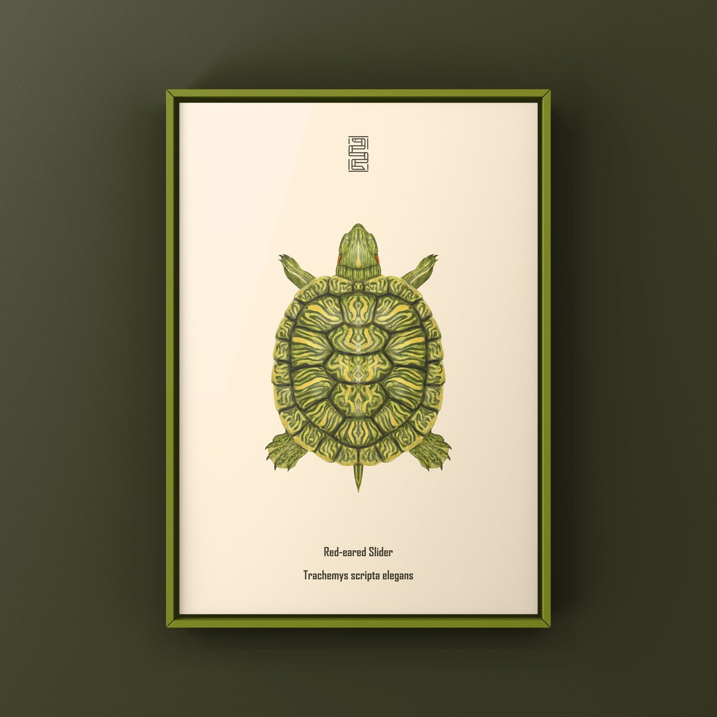 Red-eared Slider Art Print (Trachemys scripta elegans)