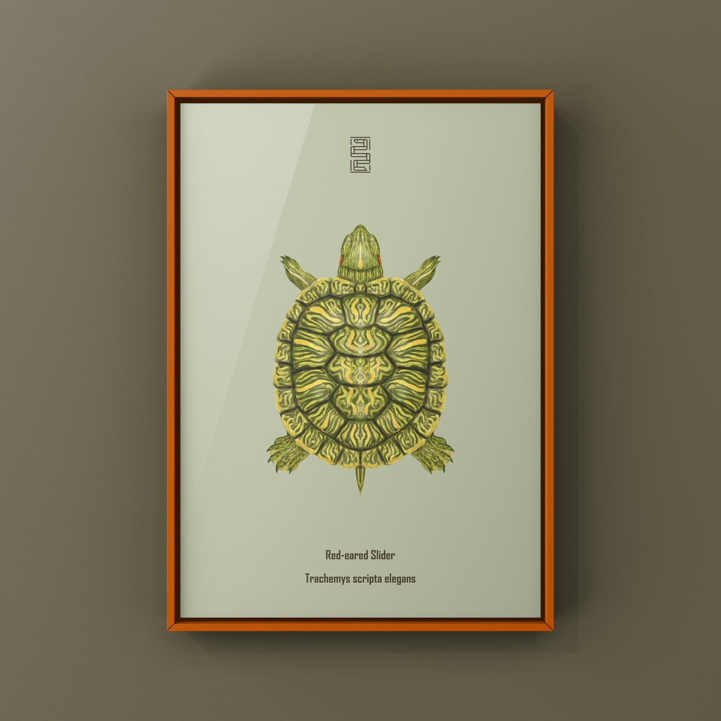 Red-eared Slider Art Print (Trachemys scripta elegans)