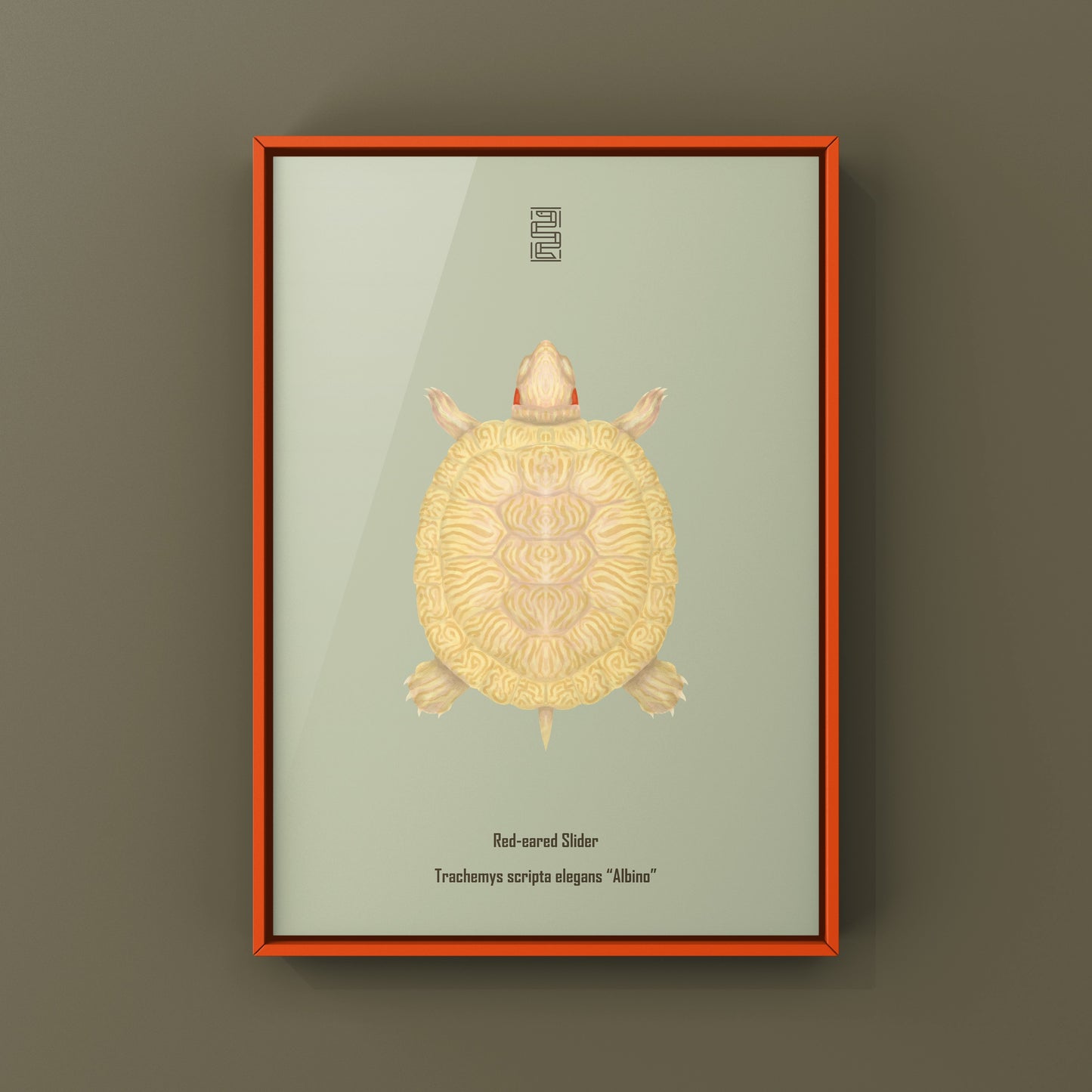 Albino Red-eared Slider Art Print (Trachemys scripta elegans)