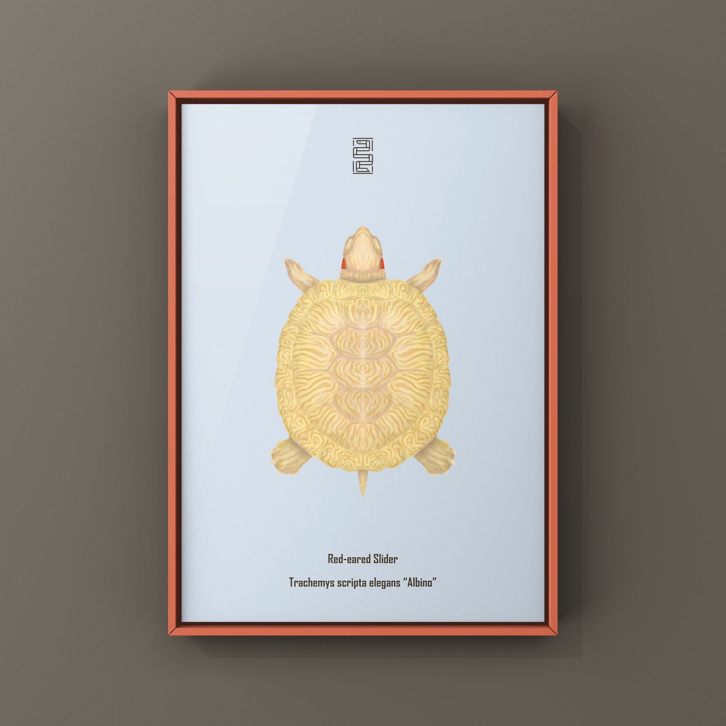Albino Red-eared Slider Art Print (Trachemys scripta elegans)