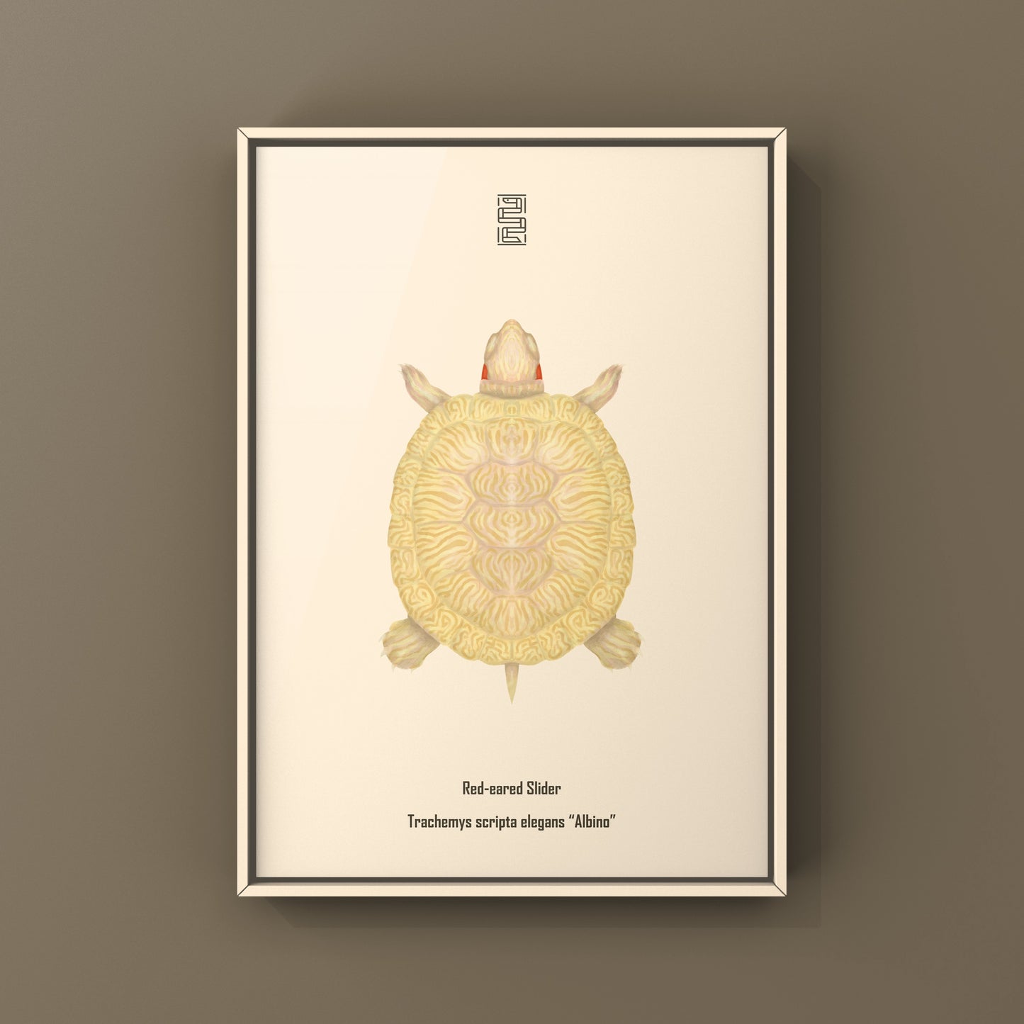 Albino Red-eared Slider Art Print (Trachemys scripta elegans)