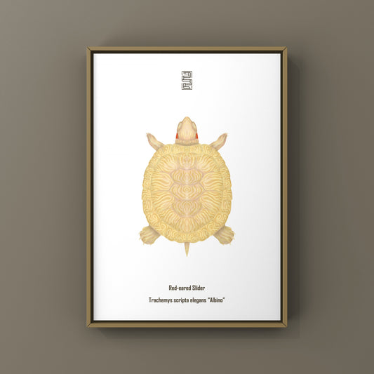 Albino Red-eared Slider Art Print (Trachemys scripta elegans)