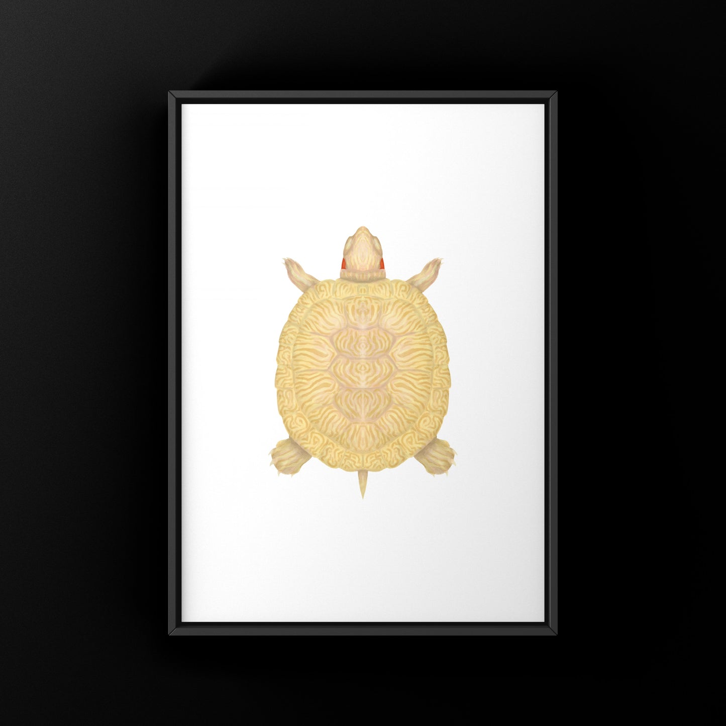 Albino Red-eared Slider Art Print (Trachemys scripta elegans)