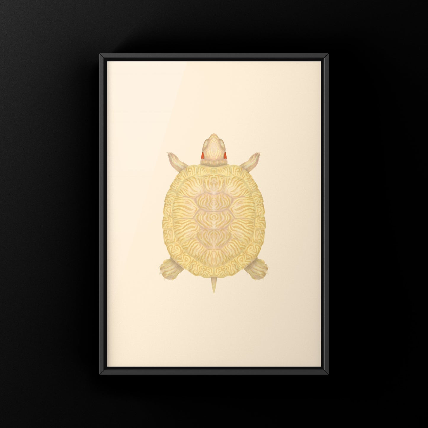 Albino Red-eared Slider Art Print (Trachemys scripta elegans)
