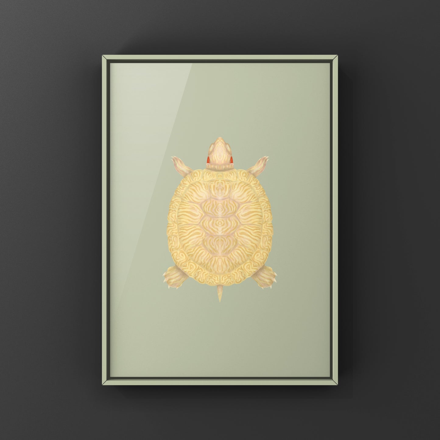 Albino Red-eared Slider Art Print (Trachemys scripta elegans)