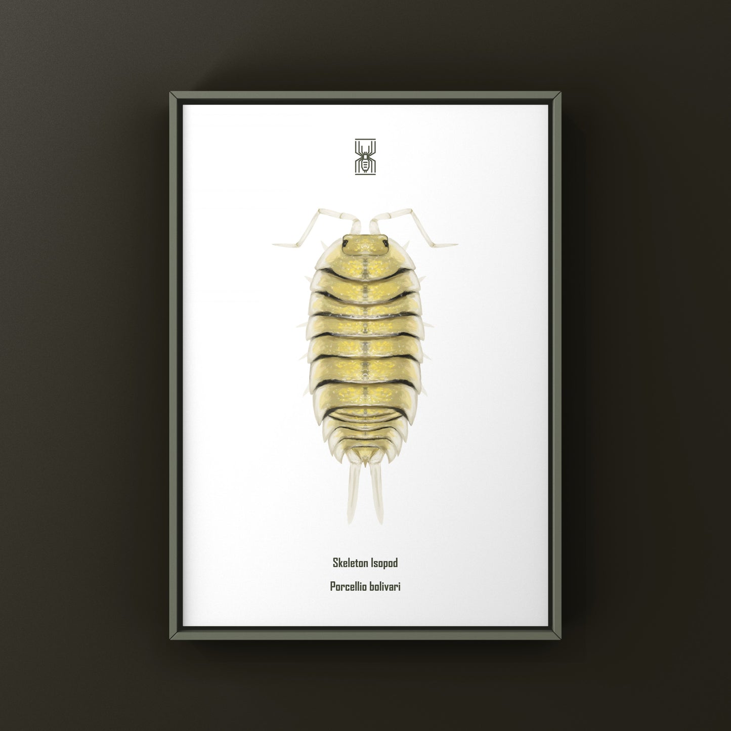 Skeleton Isopod Art Print (Porcellio bolivari)