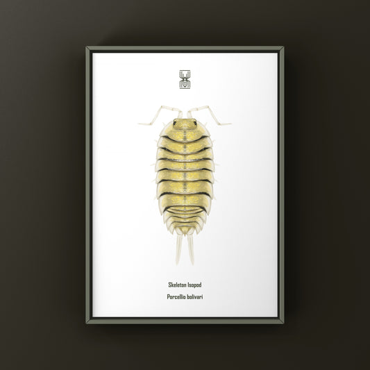 Skeleton Isopod Porcellio bolivari art print by The Silk Ranch, featuring detailed black and white illustration of the crustacean.