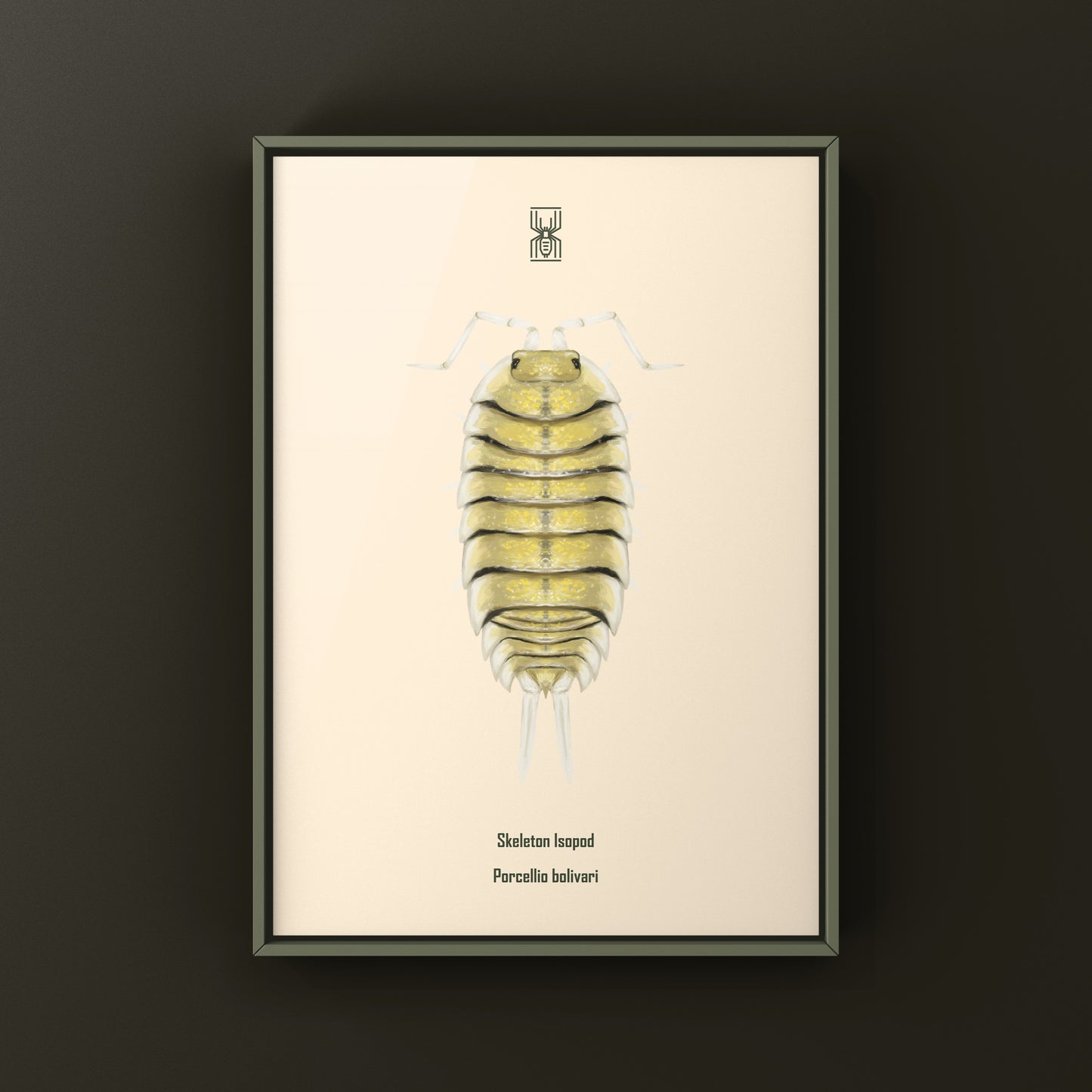 Skeleton Isopod Art Print (Porcellio bolivari)