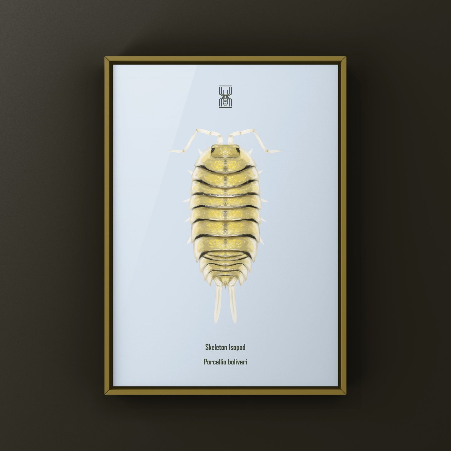 Skeleton Isopod Art Print (Porcellio bolivari)