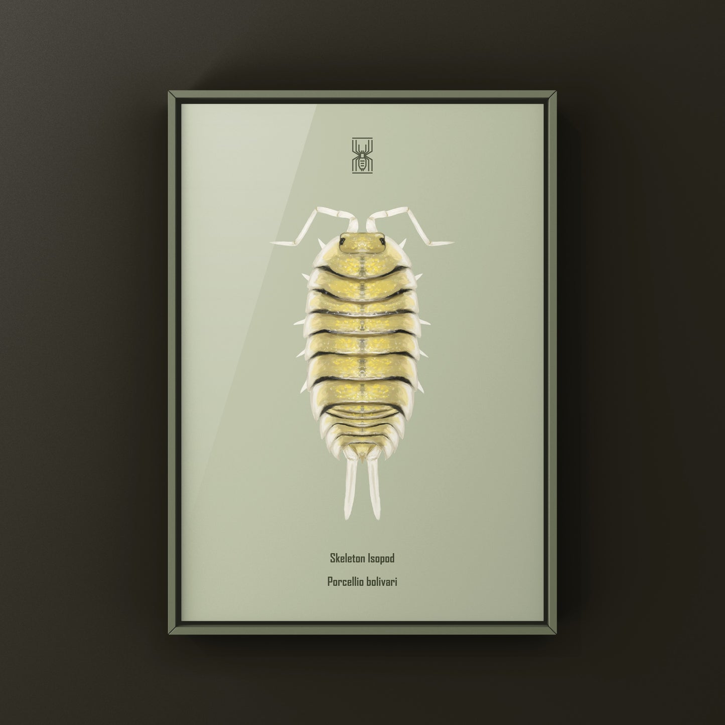 Skeleton Isopod Art Print (Porcellio bolivari)