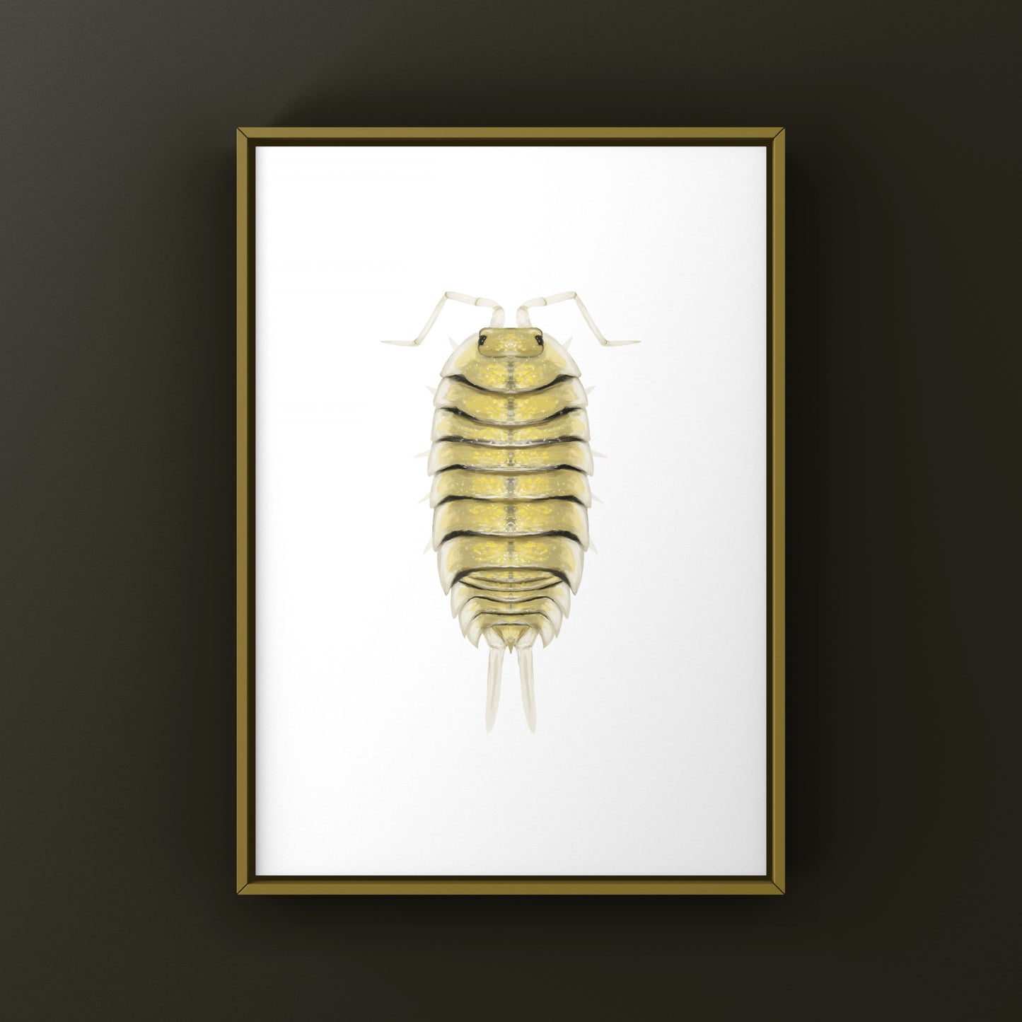 Skeleton Isopod Art Print (Porcellio bolivari)