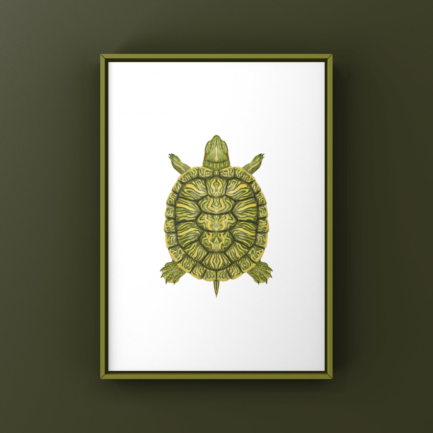 Red-eared Slider Art Print (Trachemys scripta elegans)