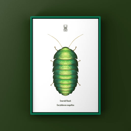 Emerald Roach (Corydidarum magnifica) Photographic Art Print from The Silk Ranch