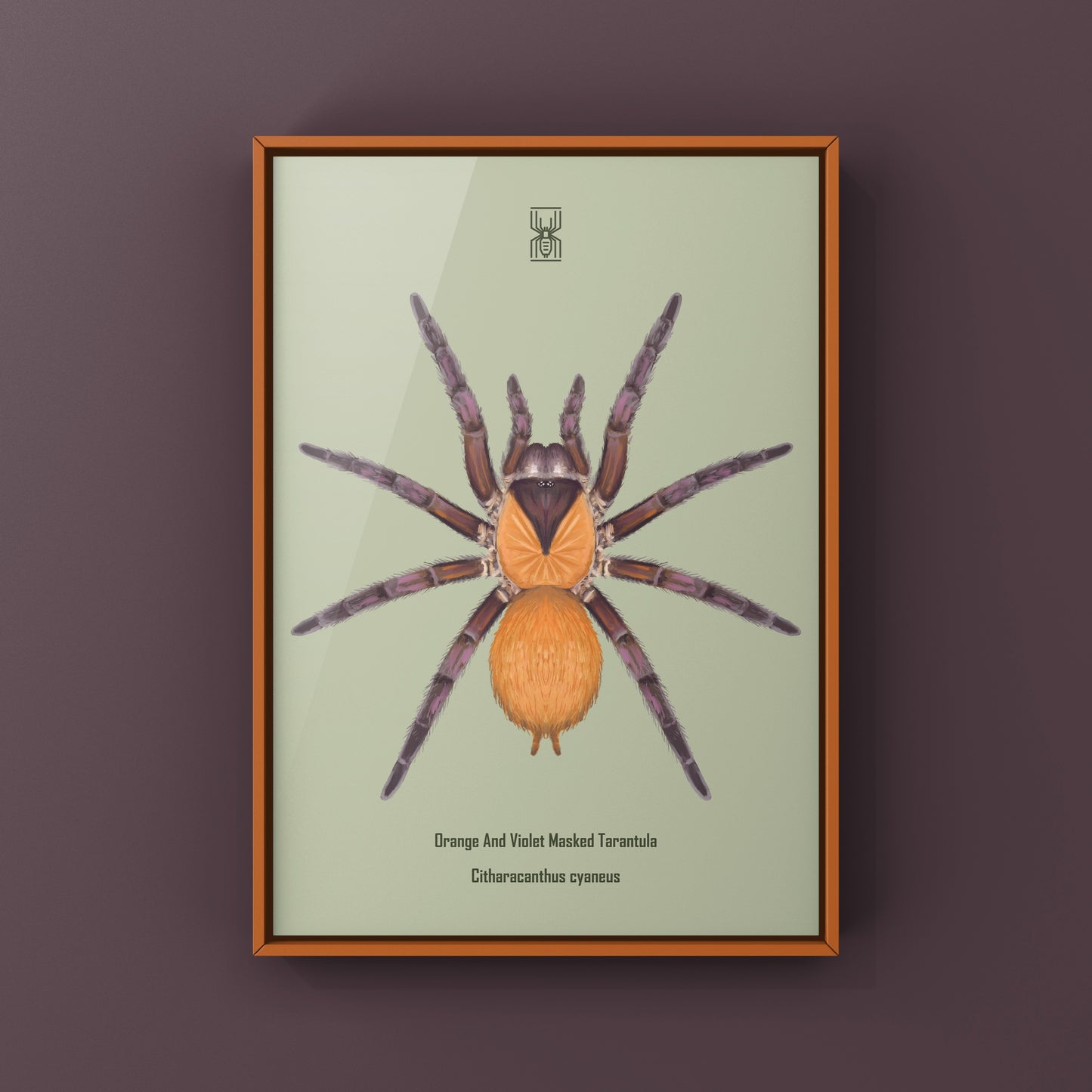 Orange And Violet Masked Tarantula (Citharacanthus cyaneus) Photographic Art Print from The Silk Ranch