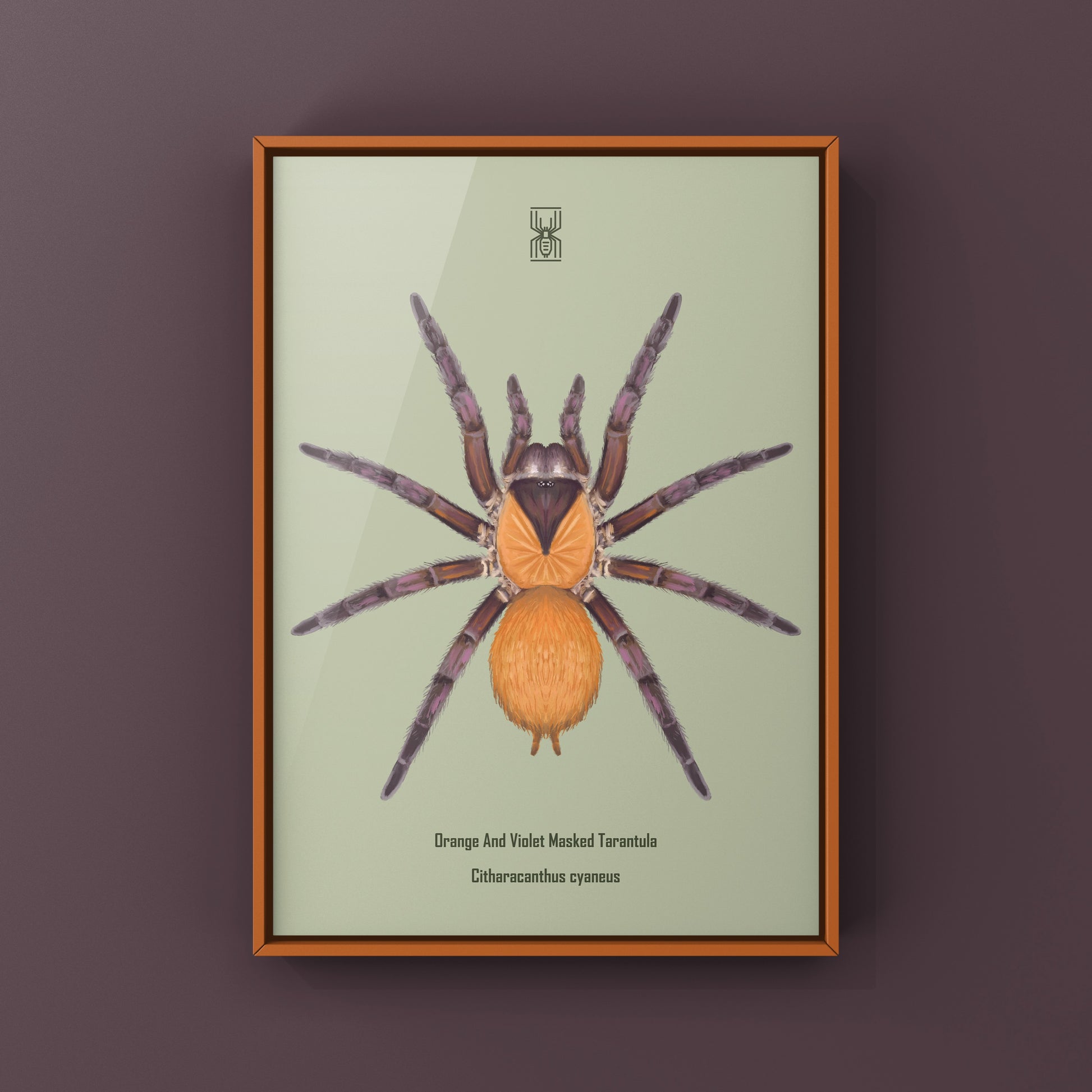 Orange And Violet Masked Tarantula (Citharacanthus cyaneus) Photographic Art Print from The Silk Ranch
