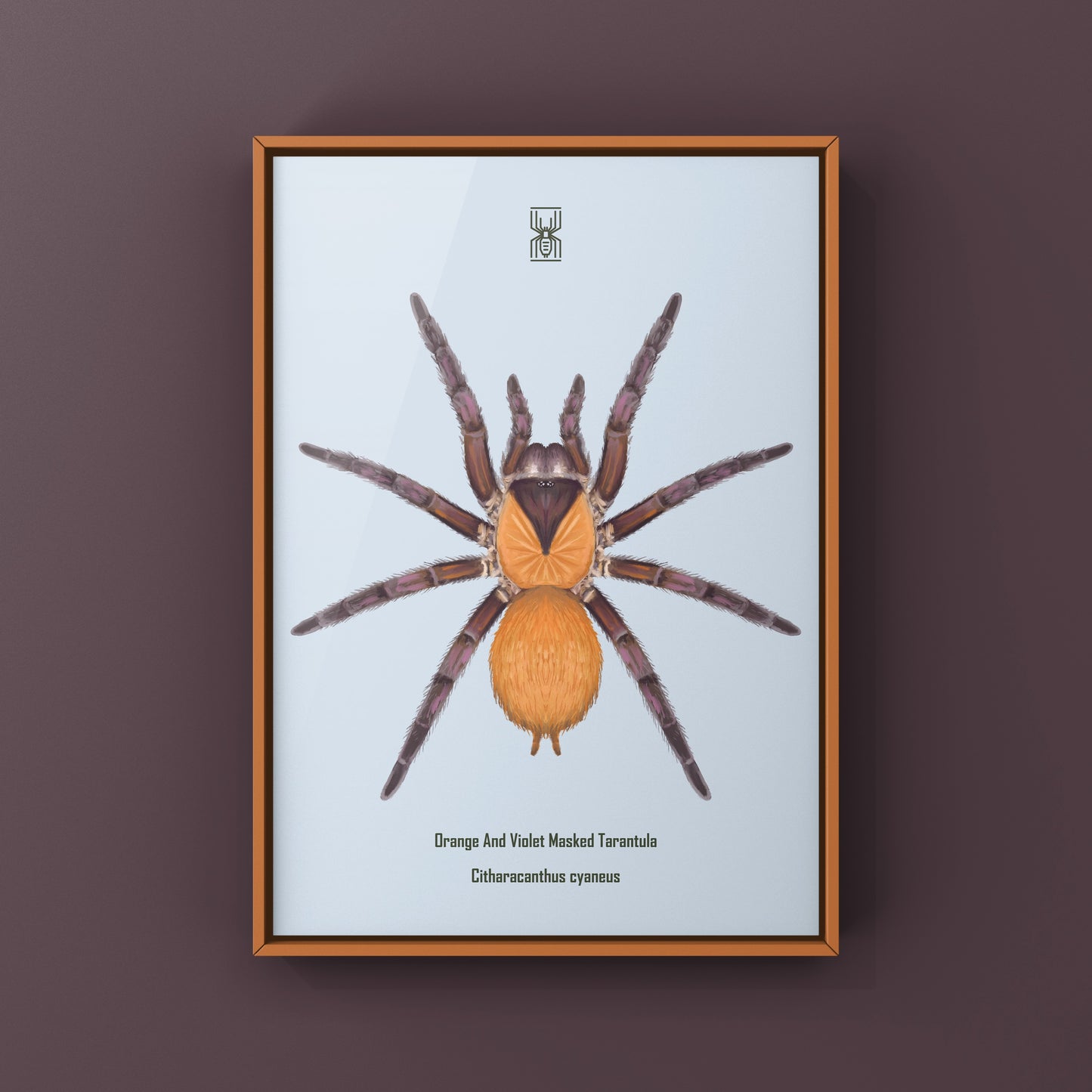 Orange And Violet Masked Tarantula (Citharacanthus cyaneus) Photographic Art Print from The Silk Ranch