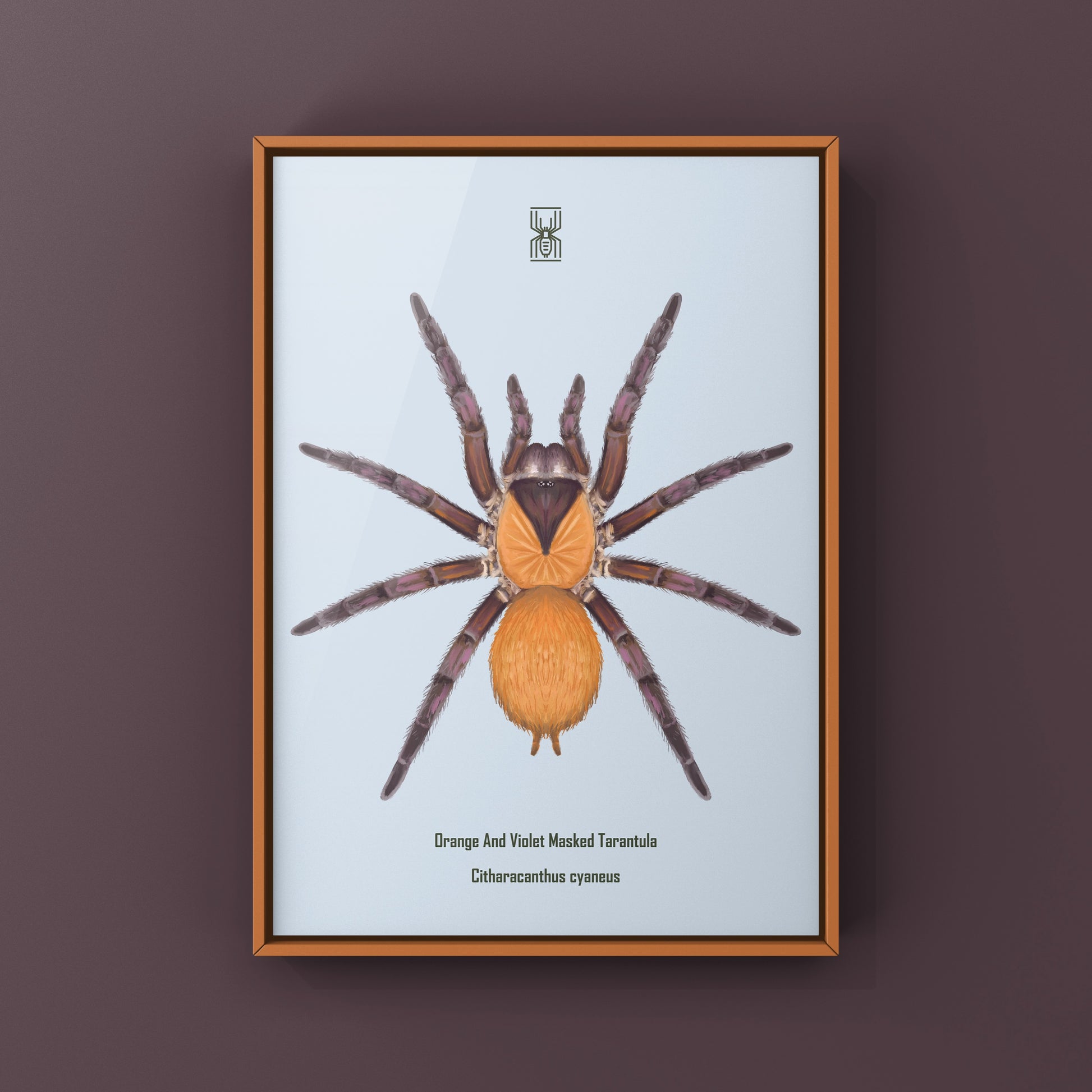 Orange And Violet Masked Tarantula (Citharacanthus cyaneus) Photographic Art Print from The Silk Ranch