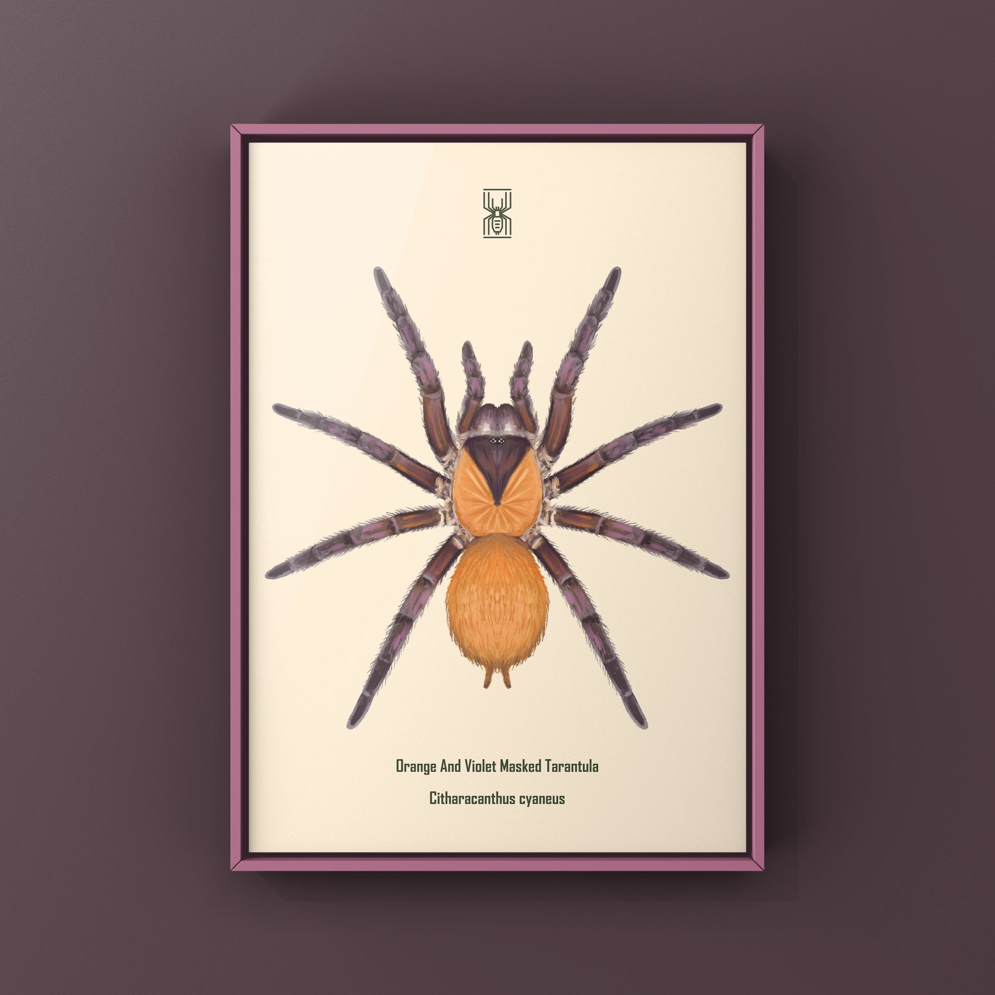 Orange And Violet Masked Tarantula (Citharacanthus cyaneus) Photographic Art Print from The Silk Ranch