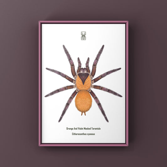 Orange And Violet Masked Tarantula (Citharacanthus cyaneus) Photographic Art Print from The Silk Ranch