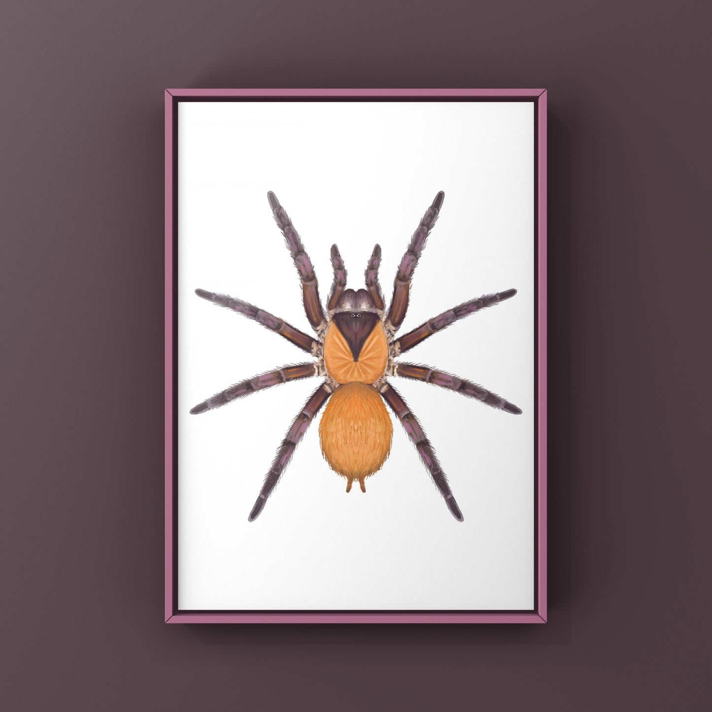 Orange And Violet Masked Tarantula (Citharacanthus cyaneus) Photographic Art Print from The Silk Ranch