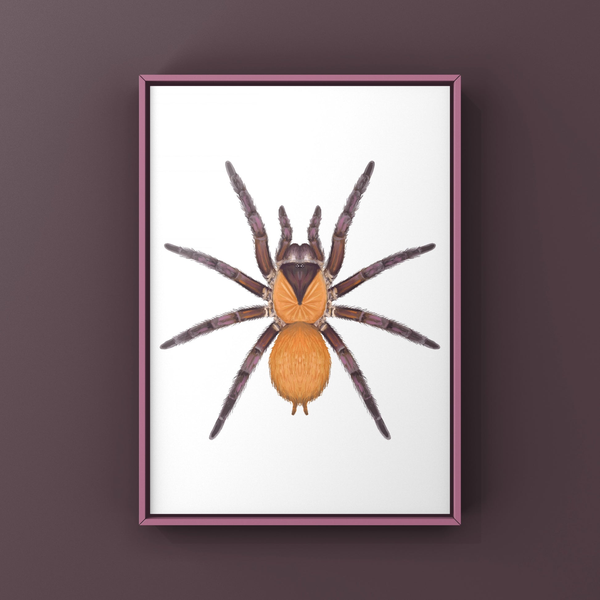 Orange And Violet Masked Tarantula (Citharacanthus cyaneus) Photographic Art Print from The Silk Ranch