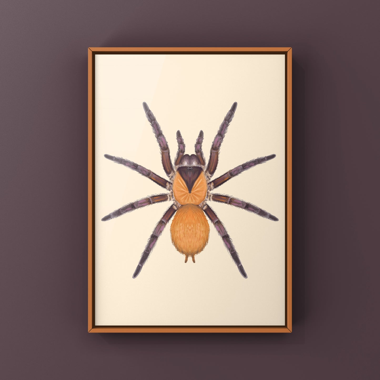 Orange And Violet Masked Tarantula (Citharacanthus cyaneus) Photographic Art Print from The Silk Ranch