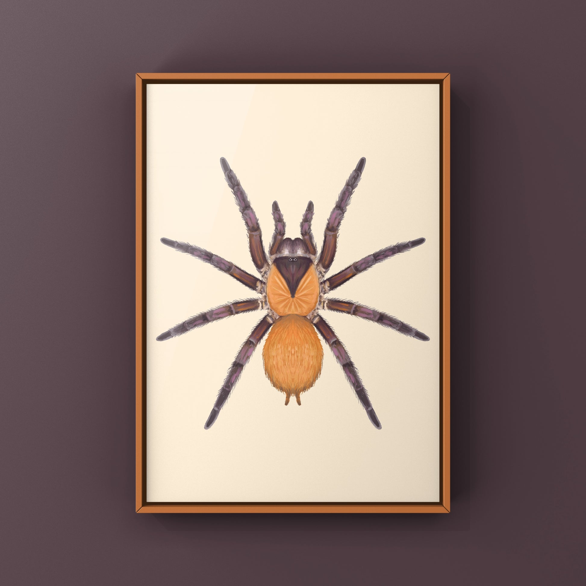 Orange And Violet Masked Tarantula (Citharacanthus cyaneus) Photographic Art Print from The Silk Ranch