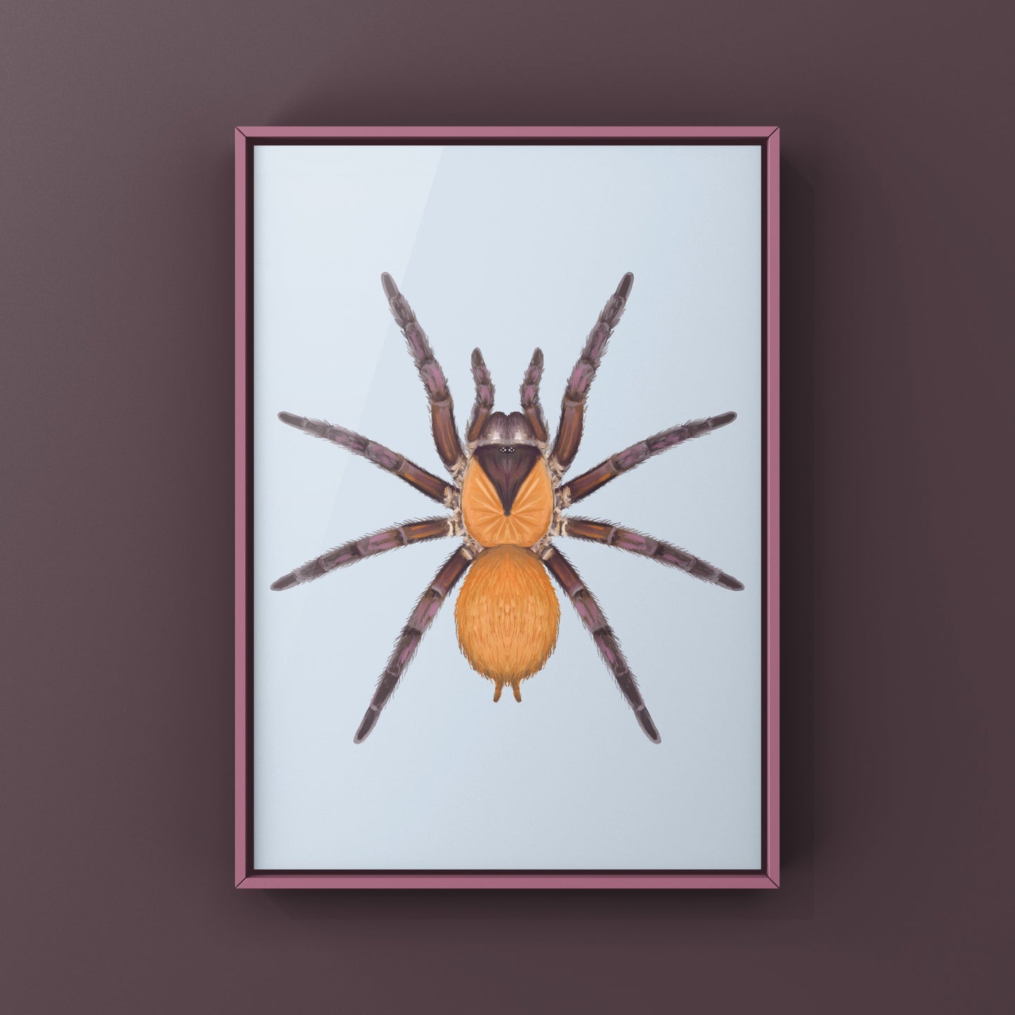 Orange And Violet Masked Tarantula (Citharacanthus cyaneus) Photographic Art Print from The Silk Ranch