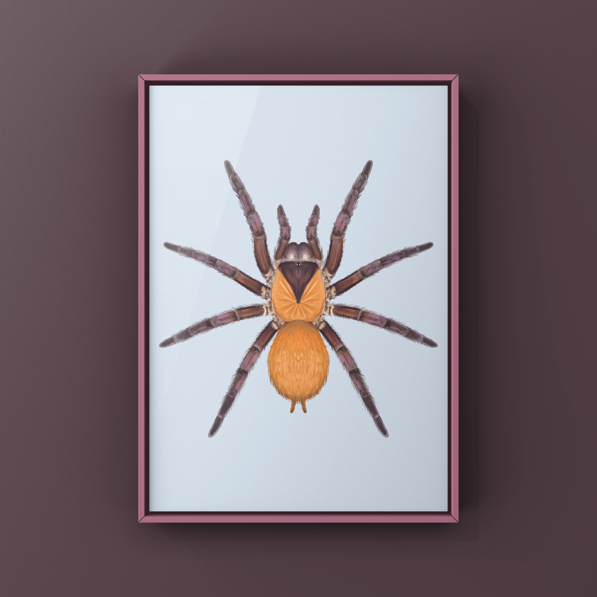 Orange And Violet Masked Tarantula (Citharacanthus cyaneus) Photographic Art Print from The Silk Ranch