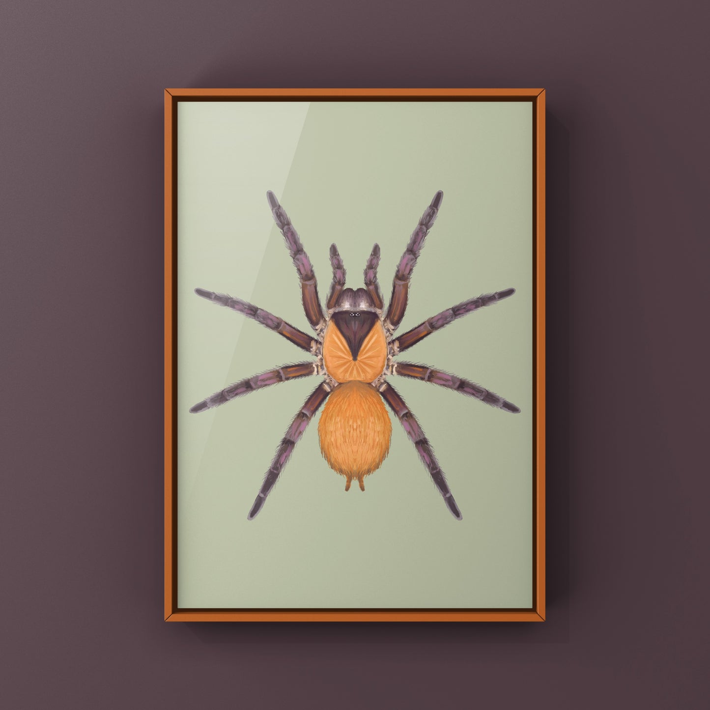 Orange And Violet Masked Tarantula (Citharacanthus cyaneus) Photographic Art Print from The Silk Ranch