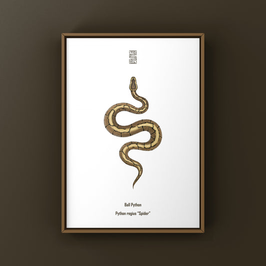 Spider Ball Python Art Print from The Silk Ranch