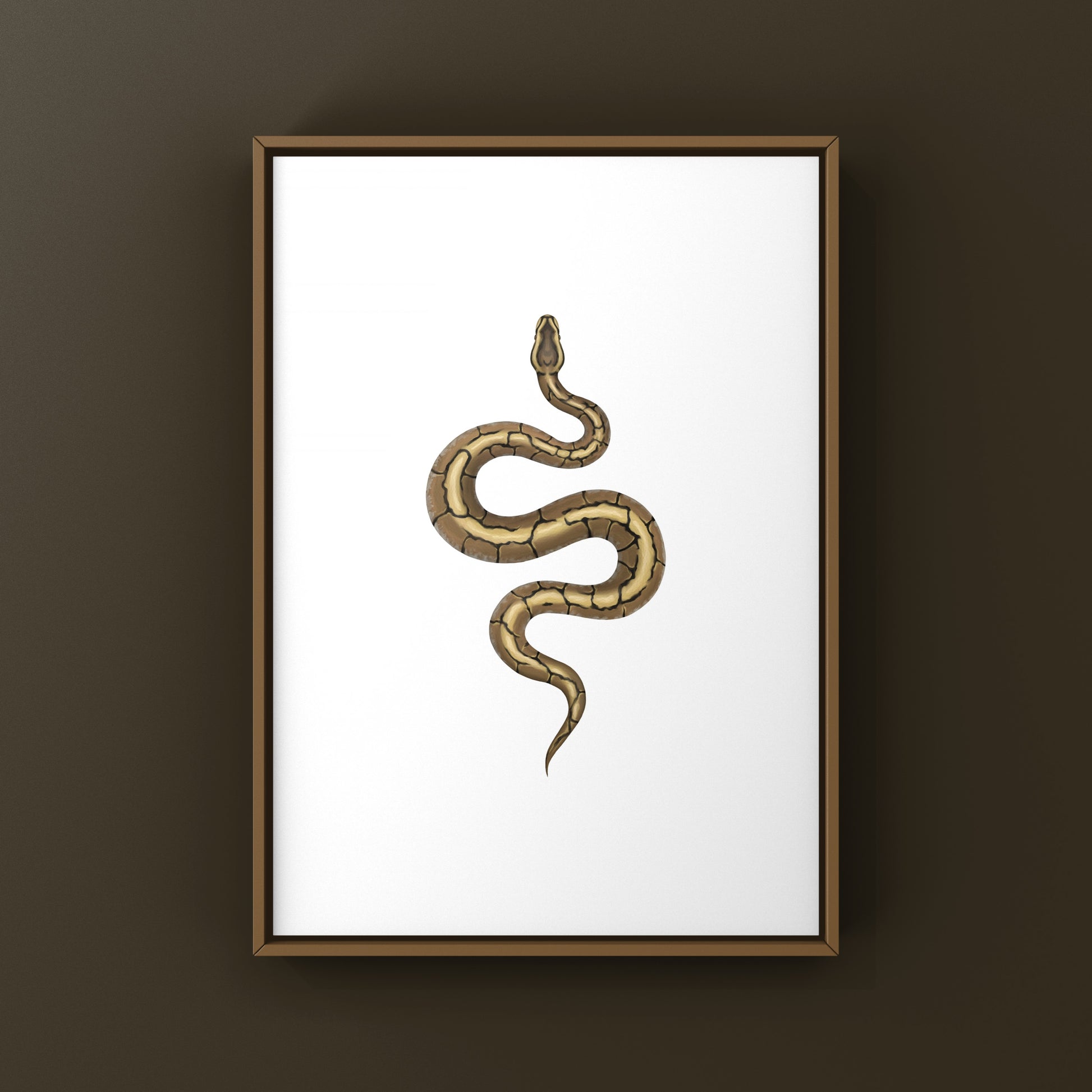 Spider Ball Python Art Print from The Silk Ranch