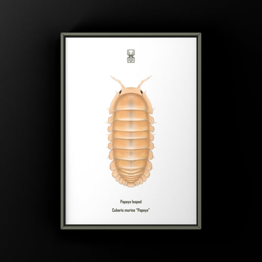 Papaya Isopod (Cubaris murina “Papaya”) Photographic Art Print from The Silk Ranch
