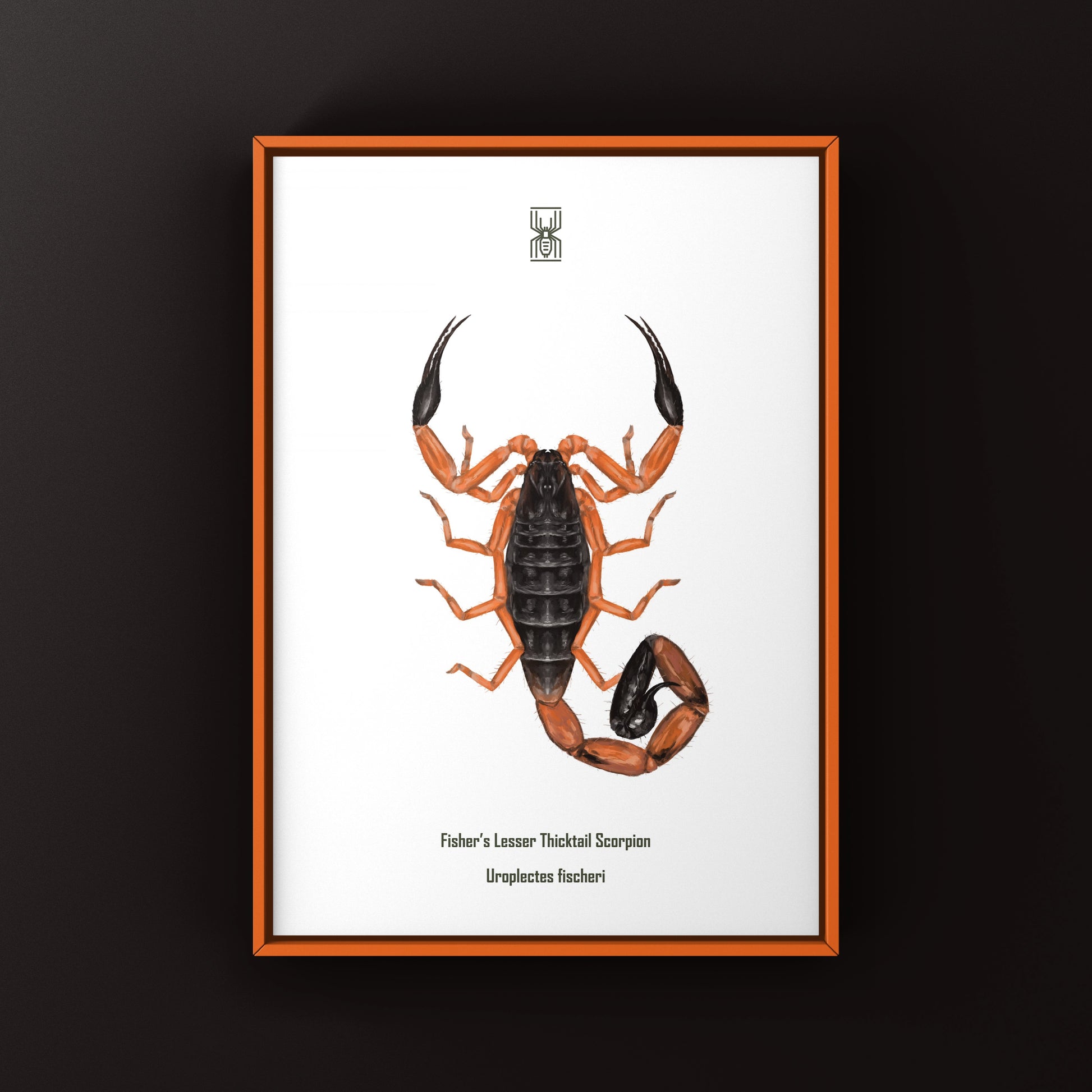 Photographic art print of Fischer's Lesser Thicktail Scorpion (Uroplectes fischeri) showcasing detailed image of this scorpion species.