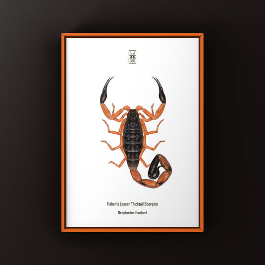Fischer's Lesser Thicktail Scorpion (Uroplectes fischeri) Photographic Art Print from The Silk Ranch