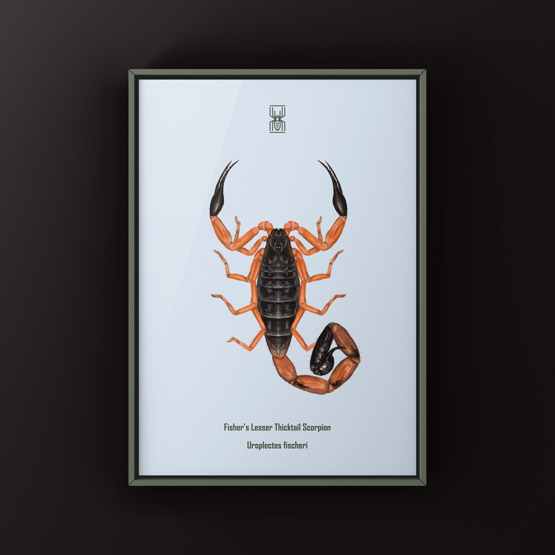 Photographic art print of Fischer's Lesser Thicktail Scorpion (Uroplectes fischeri) showing detailed close-up of the scorpion's body and pincers
